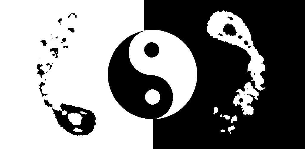 Yin Yang Fish